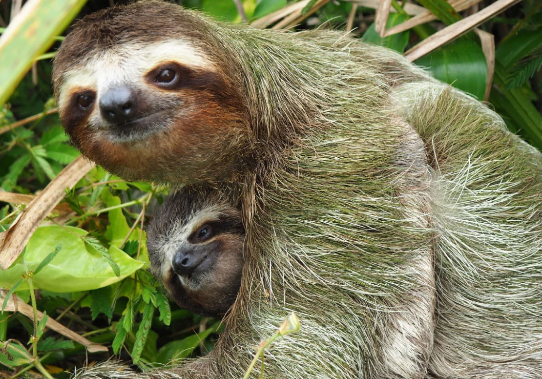 sloth and baby