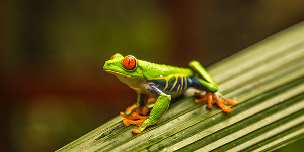 Experience the red eyes frog in Costa Rica with Aerocaribe