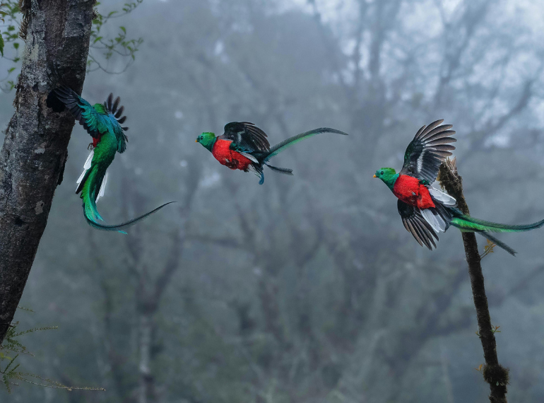 The rare Resplendent Quetzal bird in Costa Rica, a must-see species for avian photography expeditions and nature tours.